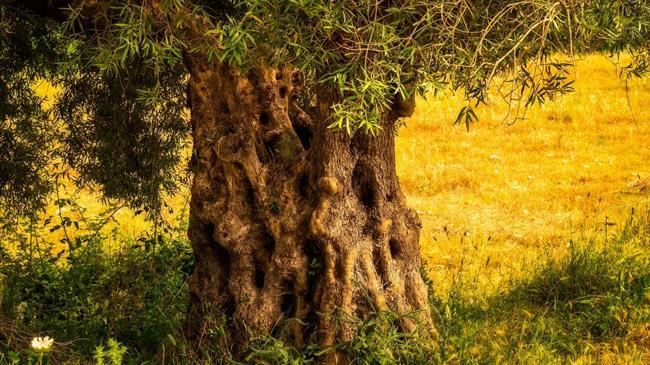 Ελιά: Ικανοποίηση από την ανθοφορία