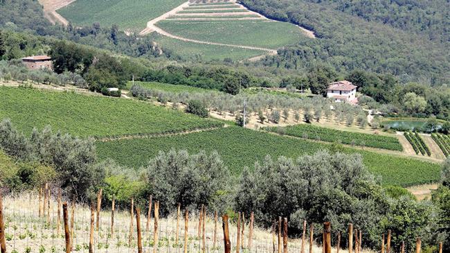 Τα φυτώρια στην Ισπανία ξεμένουν από δενδρύλλια ελιάς