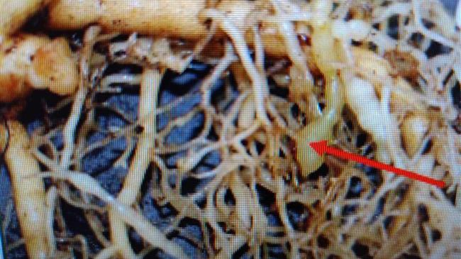 Η ΜΗ σωστή αντιμετώπιση του Νηματώδεις ίσως είναι η πιο σημαντική «βιοτική» καταπόνηση των ακτινιδίων