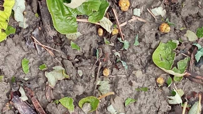 Οι τοξικότητες των ζιζανιοκτόνων  μάστιγα για τα ακτινίδια