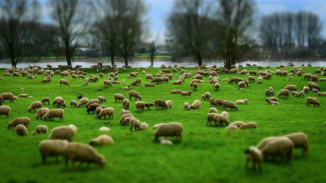 Νέο κρούσμα ευλογιάς αιγοπροβάτων στην Ανθήλη Λαμίας