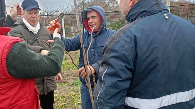 Πρωιμότητα «έκπτυξης» οφθαλμών ακτινιδίου λόγω υψηλών θερμοκρασιών για την εποχή και πιθανότητα ανοιξιάτικων παγετών