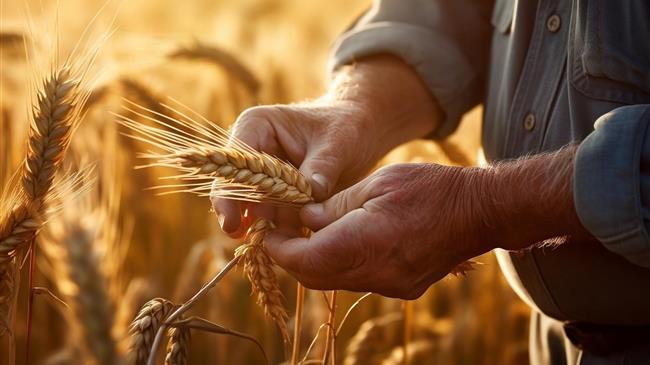 Ρωσία: Συγκομιδή 130 εκατομμύρια τόνους σιτηρών