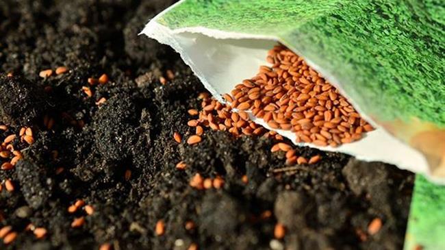 Άδεια χρήσης μη βιολογικού σπόρου (άδεια παρέκκλισης)