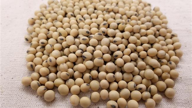 Η Κίνα αυξάνει τις αγορές αμερικανικής σόγιας σε 1 εκατ. τόνους