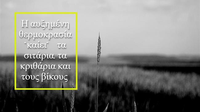 Αγρότες: «Για να σώσουμε τα σιτάρια πρέπει να ποτίσουμε δυο φορές»