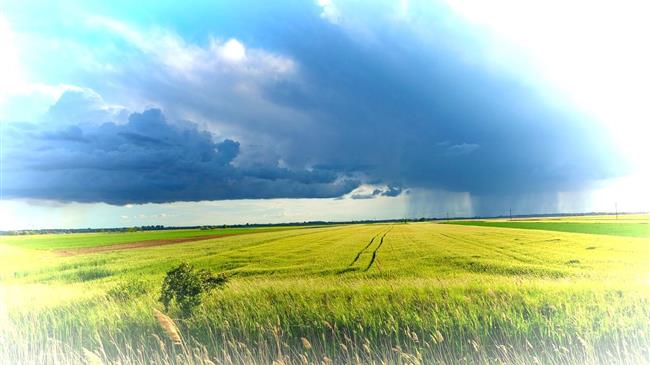 Το ρωσικό σιτάρι εκτοπίζει το ευρωπαϊκό σιτάρι στις αγορές της Αφρικής και της Μέσης Ανατολής