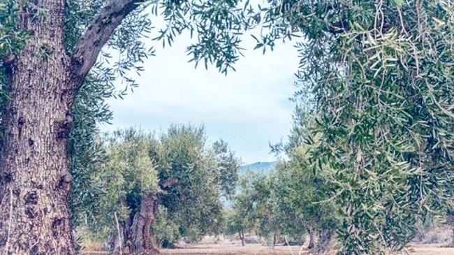 Η υφή του εδάφους και πώς επηρεάζει την άρδευση των δενδρωδών καλλιεργειών