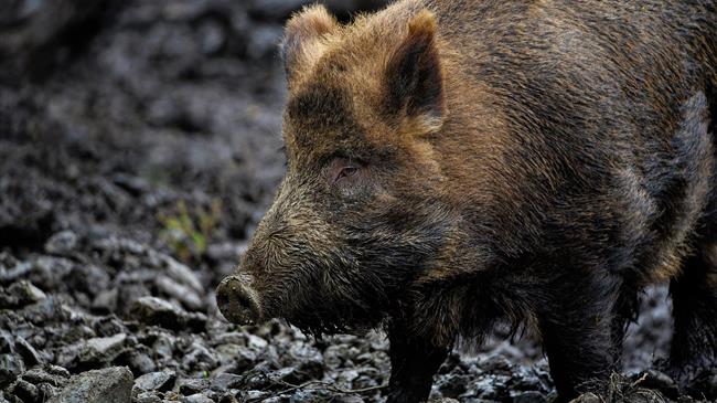 Κρούσμα ΑΠΧ σε αγριόχοιρο στη βόρεια Πολωνία