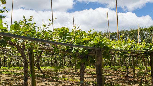 Ζημιές από ανεμοθύελλα 3ης Μαΐου 2024 - Υποβολή δηλώσεων στον Ε.Λ.Γ.Α.