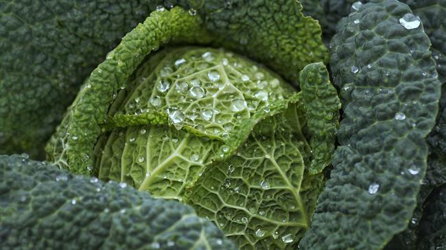 Η Παγκόσμια Τράπεζα απειλεί τους αγρότες: Φυτικές δίαιτες ή καταστροφή;