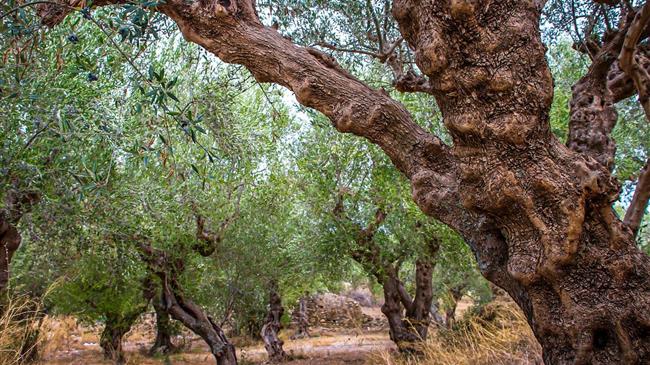 Σταμενίτης:  Καμία αποζημίωση για μειωμένη παραγωγή ελαιολάδου λόγω κλίματος