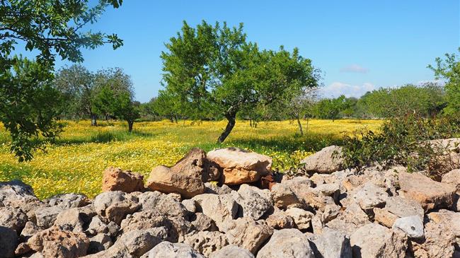 Ασφυξία στους Ελαιουργικούς Φορείς (ΟΕΦ) από τις τροποποιήσεις