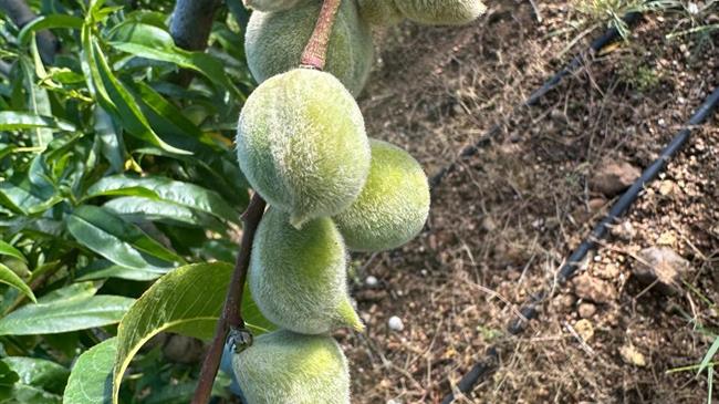 Βασιλειάδης: Ανάγκη άμεσης ολιστικής αντιμετώπισης του προβλήματος της ασθένειας σε ροδάκινα