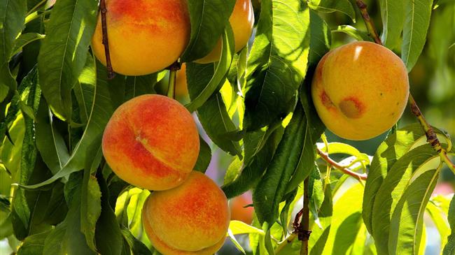 Αγροτικός Συνεταιρισμός Πέλλας: Απώλειες έως 90% στην παραγωγή λόγω κλιματικής κρίσης