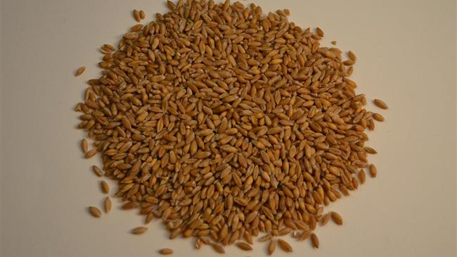 Τριτικάλε: Ένα υβρίδιο για φτωχές περιοχές