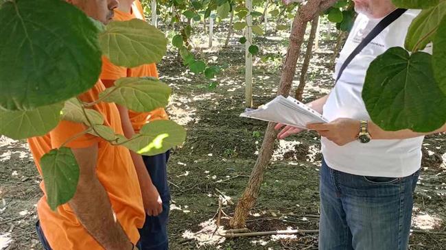 Ασβέστιο ένα απαραίτητο θρεπτικό  στοιχείο για το Ακτινίδιο