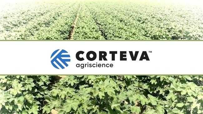 Πράσινο σκουλήκι και έντομα βαμβακιού: πως να τα  αντιμετωπίσετε