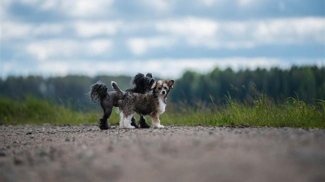 Ναύπλιο: Παράνομο καταφύγιο ζώων, πιέσεις σε κτηνίατρο, αδιαφορία δημου