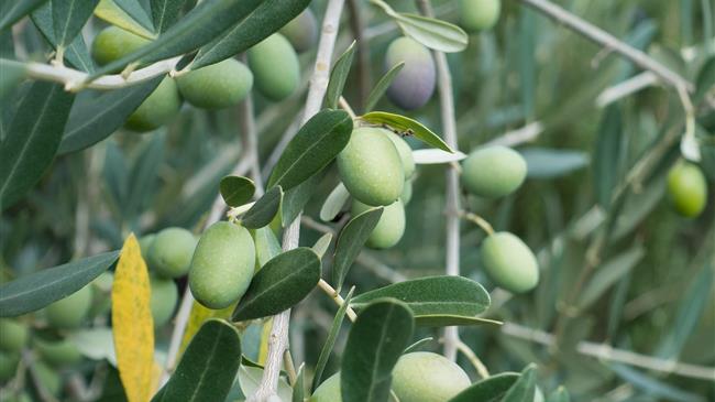 Αίτημα για ένταξη της ελιάς Χαλκιδικής στο Μέτρο 23