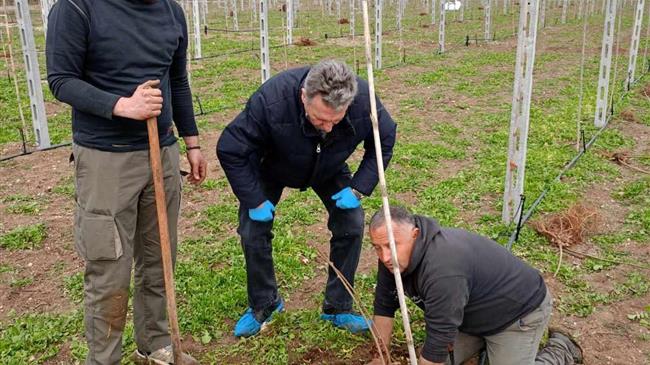 Αυλαία στις τελευταίες  φυτεύσεις ακτινιδίων