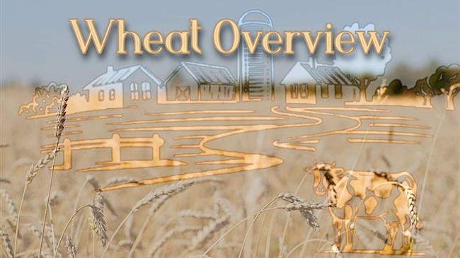 Σκληρό σιτάρι: Λίγο κάτω από ένα εκατ. τόνους η ελληνική παραγωγή