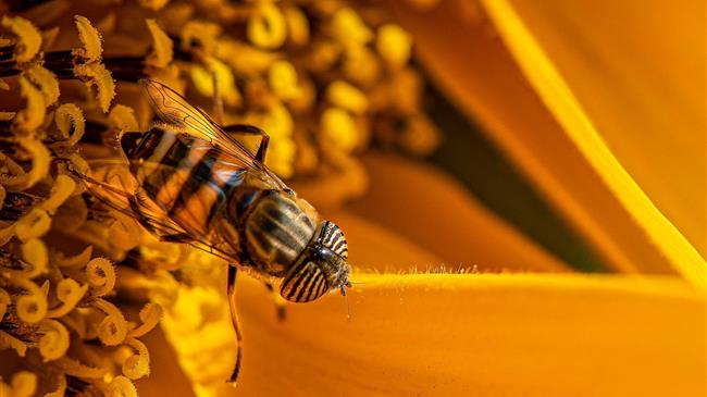 ΕΛΓΟ-ΔΗΜΗΤΡΑ: Ξεκινά ταχύρρυθμα προγράμματα μελισσοκομίας