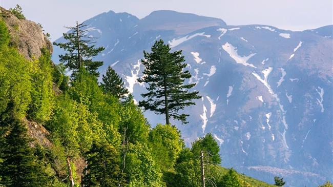 Κόκκαλης σε Κικίλια: Χωρίς προσωπικό και με μόλις ένα δασικό όχημα πώς θα προστατευθεί ο Εθνικός Δρυμός του Ολύμπου;