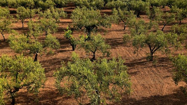 Ζεϊμπέκ: Για εμπαιγμό ελαιοκαλλιεργητών από κυβέρνηση