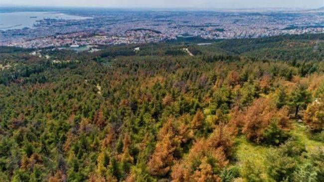 Θεσσαλονίκη: Απόφαση απαγόρευσης κυκλοφορίας στις δασικές εκτάσεις