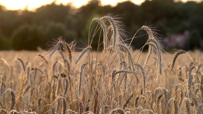 Ανοδική πορεία για το σιτάρι με ώθηση από τις εξαγωγές