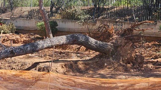 Ηρώων Πολυτεχνείου: Ανάπτυξη ή καταστροφή; Διχογνωμίες για την κοπή δέντρων