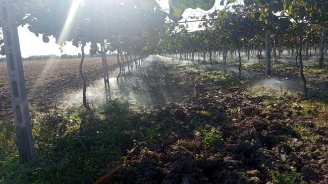 Ορθολογική «Άρδευση» η πιο σημαντική διαχείριση  για την καλλιέργεια του ακτινιδίου