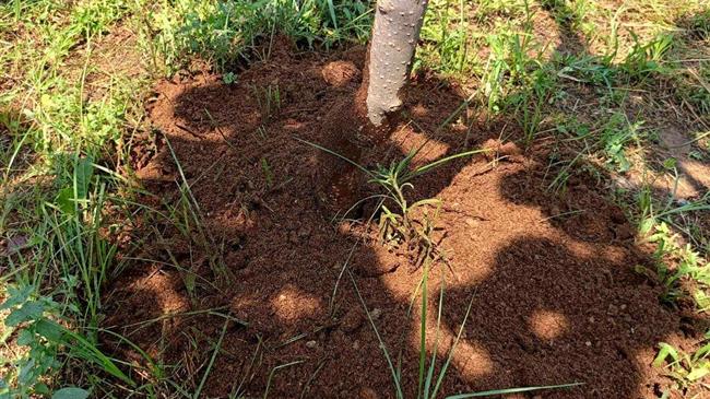 Καλοκαιρινές εφαρμογές Τύρφης στα ακτινίδια