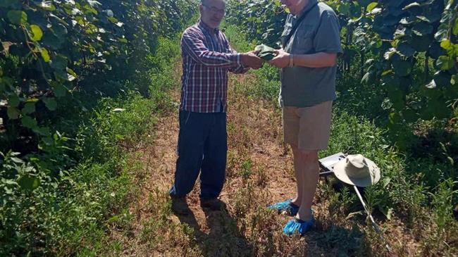 Φυλλοδιαγνωστική μια σημαντική μεθοδολογία ταυτοποίησης προβλημάτων στο ακτινίδιο