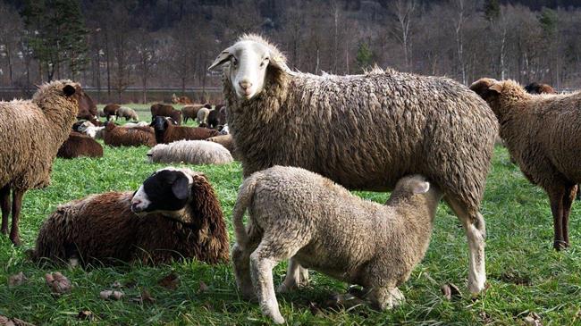 ΑΚΚΕΛ: Η αλήθεια για τις σφαγές ζώων και η πολιτική του ΥΠΑΑΤ