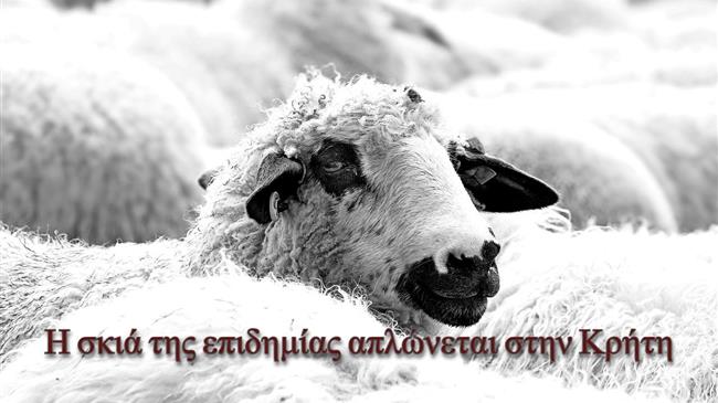 Πανώλη των αιγοπροβάτων: Η σκιά της επιδημίας απλώνεται στην Κρήτη