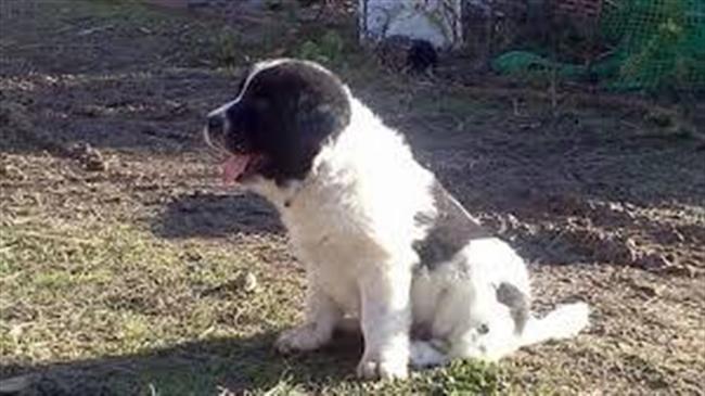 Ο Ελληνικός Ποιμενικός είδος υπό εξαφάνιση