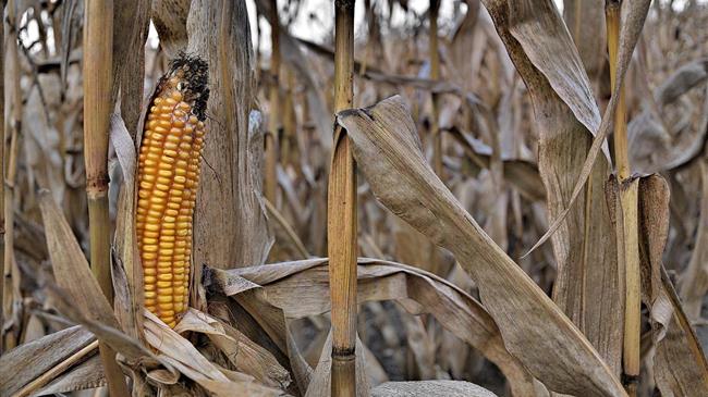 Δεν θα υπάρξει συγκομιδή καλαμποκιού στη Βουλγαρία φέτος
