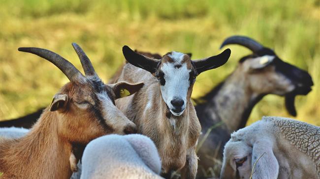 Η Ελλάδα κορυφαίος παραγωγός αιγοπρόβειου κρέατος στην Ε.Ε.