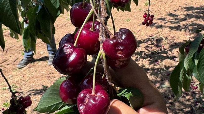 Βασιλειάδης: Σε κτήματα στα χωριά Καρυδιά, Κερασιά, Κορυφή