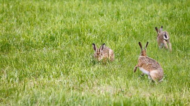Κρανίου τόπος οι αγροτικές εκτάσεις στη Λήμνο εξαιτίας των αγριοκούνελων;