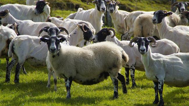 Εξαπλώνεται η ευλογιά αιγοπροβάτων στην ΑΜ-Θ – Χιλιάδες θανατώσεις ζώων