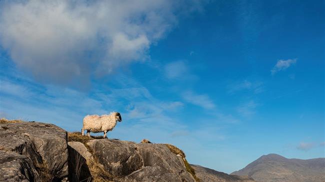 ΑΚΚΕΛ: Γιατί η κυβέρνηση δεν ακούει τους ειδικούς στο θέμα των εμβολιασμών ζώων;