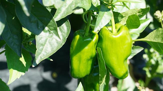 Συμβουλές για την υγιή ανάπτυξη της πιπεριάς