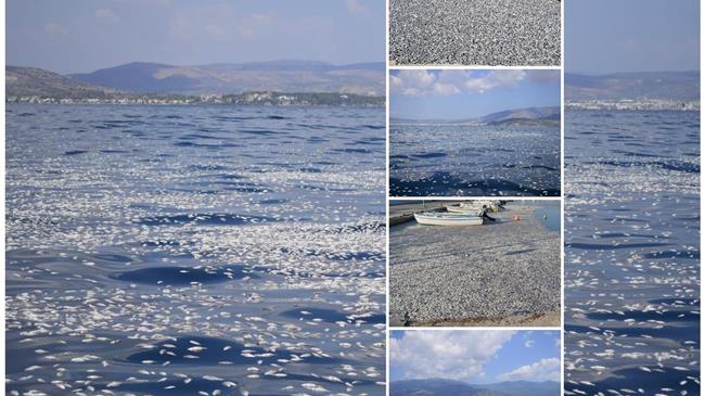 Μάχη για τον Παγασητικό: Η εισαγγελική παρέμβαση και οι μηνύσεις των καταστηματαρχών