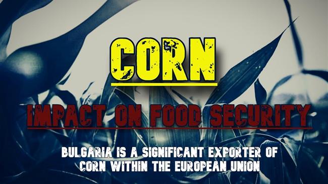 Το καλαμπόκι στη φουρτουνιασμένη θάλασσα των αγορών: Η ξηρασία απειλεί τις ισορροπίες