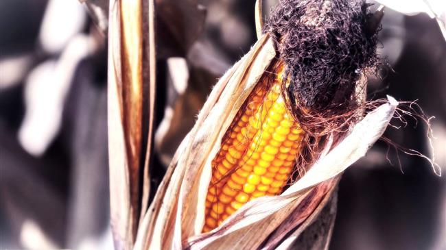 Πτώση τιμών καλαμποκιού: Σεισμός στην παγκόσμια αγορά