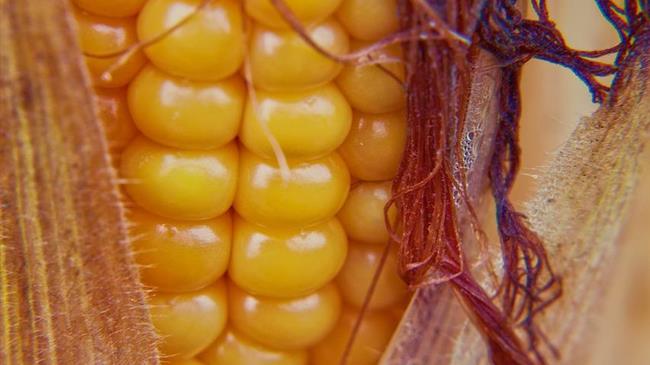 Η τύχη του καλαμποκιού στα χέρια του καιρού