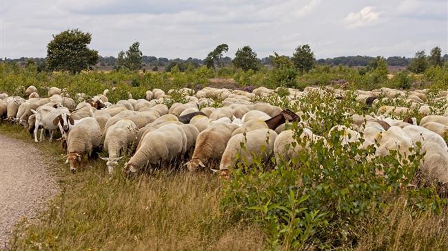Μητσοτάκης και Τσιάρας εμπαίζουν τους νησιώτες κτηνοτρόφους